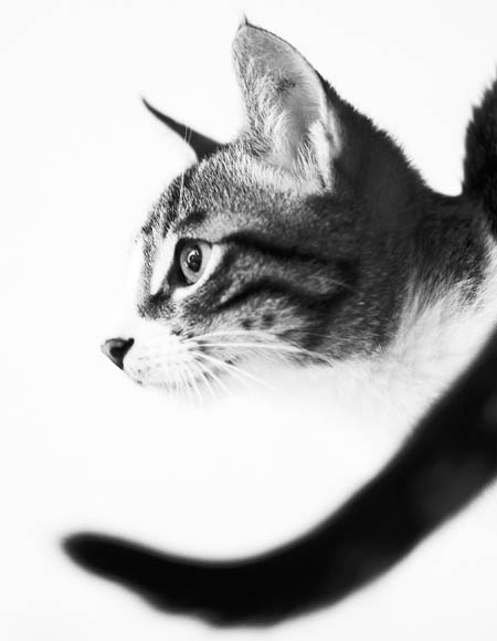 達達．(2010/08/01) 貓草天空